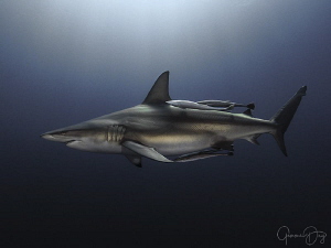 Oceanic Blacktip shark cruising on Aliwal Shoal by Gemma Dry 